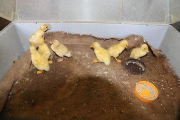 Witte Kwaker Pulletjes beschikbaar voor biedingen