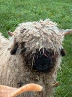 Walliser Schwarznase stamboek ooi, Dieren en Toebehoren, Vrouwelijk, Schaap
