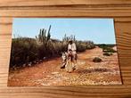 Ansichtkaart Curacao, typical country road, ezel, Ophalen of Verzenden, 1960 tot 1980