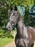 Gelderse Merrie 7 jaar M2 dressuur, Dieren en Toebehoren, Merrie, Gechipt, M, Dressuurpaard