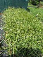 Carex morrowii ice dance siergrassen planten, Vaste plant, Siergrassen, Ophalen of Verzenden, Halfschaduw