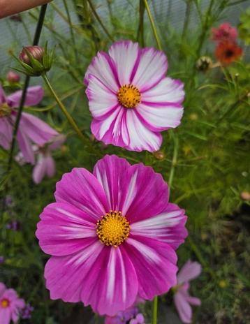 Zaden cosmea bio - roze/witte  beschikbaar voor biedingen