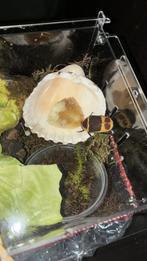 Kevers, Dieren en Toebehoren, Insecten en Spinnen