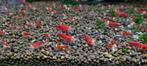 Super Crystal Red Santa garnalen, Kreeft, Krab of Garnaal, Zoetwatervis, Schoolvis