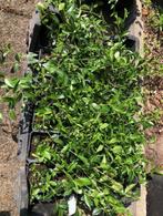 Vinca Minor / Kleine Maagdenpalm . krat van 28 stuks z, Tuin en Terras, Planten | Tuinplanten, Ophalen, Bodembedekkers, Vaste plant