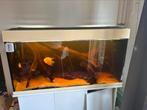 Groot aquarium met vissen, Dieren en Toebehoren, Vissen | Aquariumvissen, Vis