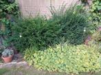 Taxus struiken 2x, Ophalen, Taxus, Minder dan 100 cm