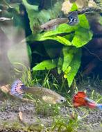 Baby guppies zoeken goed huisje, Vis
