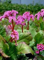 Schoenlappersplant, Tuin en Terras, Planten | Tuinplanten, Vaste plant, Halfschaduw, Zomer, Ophalen