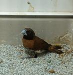 Te koop Bruinborstrietvink man, Dieren en Toebehoren, Mannelijk, Tropenvogel
