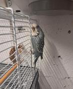 5 grasparkieten, Dieren en Toebehoren, Vogels | Parkieten en Papegaaien, Meerdere dieren, Parkiet