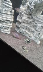 Bleu polar cichliden, Dieren en Toebehoren, Vissen | Aquariumvissen, Vis