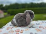 Prachtige minilopjes, Dieren en Toebehoren, Konijnen, Meerdere dieren, Dwerg, Hangoor, 0 tot 2 jaar