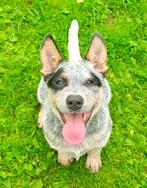 Australian Cattle dog, Particulier, Rabiës (hondsdolheid), 15 weken tot 1 jaar, Buitenland