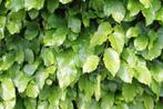 Haag, Beuken Fagus sylvatica 40-60 CM, P9 kluit vanaf € 1,95, Overige soorten, Vaste plant, Verzenden, Halfschaduw