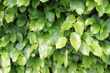 Haag, Beuken Fagus sylvatica 40-60 CM, P9 kluit vanaf € 1,95 beschikbaar voor biedingen