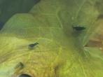 Blauwe garnalen, Kreeft, Krab of Garnaal, Zoetwatervis, Schoolvis