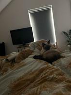 Siamees poes, Dieren en Toebehoren, Katten en Kittens | Raskatten | Korthaar, Poes, Gechipt, 0 tot 2 jaar
