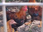 Welsummer hanen, Dieren en Toebehoren, Pluimvee, Mannelijk, Kip
