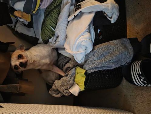 Chiwawa reutje van 1 jaar oud, Dieren en Toebehoren, Honden | Chihuahua's en Gezelschapshonden, Reu, Chihuahua, Particulier, Eén hond