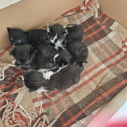 Kittens zwart/wit, Dieren en Toebehoren, Katten en Kittens | Overige Katten