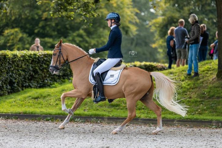 Super brave leermeester, Dieren en Toebehoren, Pony's, Ruin, ZZ, D pony (1.37m tot 1.48m), Dressuurpony, 11 jaar of ouder