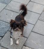 Chihuahua reutje zoekt nieuw baasje, Rabiës (hondsdolheid), Reu, Meerdere, Chihuahua