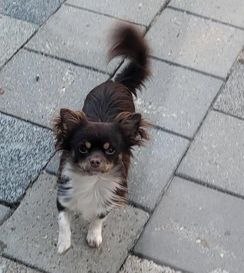 Chihuahua reutje zoekt nieuw baasje, Dieren en Toebehoren, Honden | Chihuahua's en Gezelschapshonden, Reu, Chihuahua, Particulier