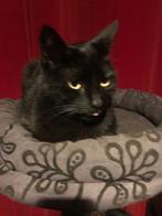 zwarte kat, Dieren en Toebehoren, Katten en Kittens | Raskatten | Korthaar, Kater, Gechipt, 3 tot 5 jaar