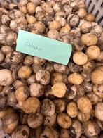 Allium bollen, Ophalen, Volle zon