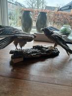 Opgesette roofvogels met prooi op boomschors, Ophalen