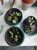 Pannenkoeken planten, Ophalen of Verzenden, Overige soorten, Minder dan 100 cm