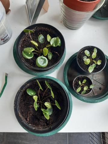 Pannenkoeken planten beschikbaar voor biedingen