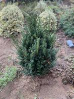 Taxussen GRATIS, Ophalen, Taxus