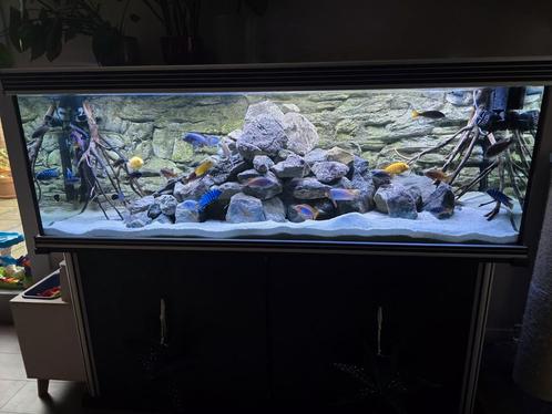 Groot compleet aquarium met toebehoren 180x60x60, Dieren en Toebehoren, Vissen | Aquaria en Toebehoren, Gebruikt, Gevuld zoetwateraquarium
