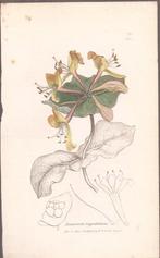 Lonicera Caprifolium. Handgekleurde Kopergravure. Ca. 1810, Ophalen of Verzenden