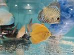 Albino Pearl Diamond Discus, Symphysodon Discus, Dieren en Toebehoren, Vissen | Aquariumvissen, Vis, Zoetwatervis