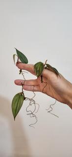 Philodendron burle marx fantasy, Huis en Inrichting, Kamerplanten, Ophalen of Verzenden, Overige soorten, Minder dan 100 cm