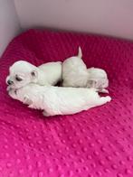 Maltezer puppy's, Dieren en Toebehoren, Maltezer, 8 tot 15 weken, Meerdere, Nederland