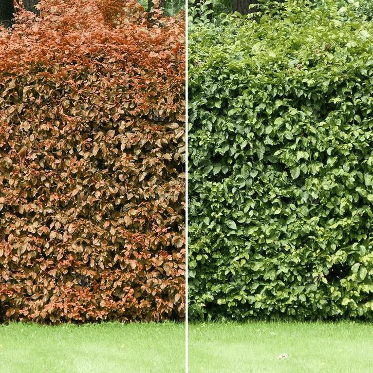 Beukenhaag “FAGUS”, Tuin en Terras, Planten | Struiken en Hagen, Beukenhaag, 100 tot 250 cm, Ophalen