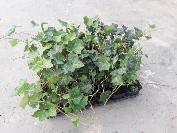 Hedera bodembedekker p9, Tuin en Terras, Planten | Tuinplanten, Bodembedekkers, Halfschaduw, Ophalen