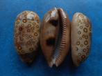 Schelpen: Cypraea argus contracasta rariocellata f++g55-63mm, Verzamelen, Mineralen en Fossielen, Verzenden, Schelp(en)