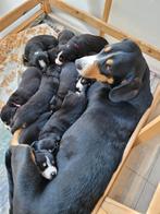Entlebucher Sennenhond pups  Cavalier King Charles Spaniel, Dieren en Toebehoren, Meerdere, 8 tot 15 weken, Meerdere dieren, Middel