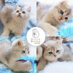 Prachtige en lieve britse korthaar katertje met STAMBOOM, Dieren en Toebehoren, Katten en Kittens | Raskatten | Korthaar, Kater