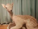 taxidermie damhertje, Ophalen of Verzenden, Zo goed als nieuw, Hert, Opgezet dier