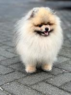 Pomeriaan dekrue fci stamboom, Dieren en Toebehoren, Honden | Poolhonden, Keeshonden en Oertypen, Reu, Eén hond, 3 tot 5 jaar