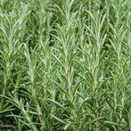 Rozemarijn stekken en takken gratis, Tuin en Terras, Planten | Tuinplanten, Ophalen, Zomer, Volle zon