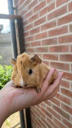 Cavia zeugje, Juli, Vrouwelijk, Cavia