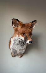 Opgezette vos taxidermy, Verzamelen, Dierenverzamelingen, Ophalen of Verzenden, Nieuw, Wild dier, Opgezet dier