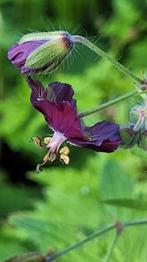 Geranium, Ophalen, Overige soorten, Volle zon